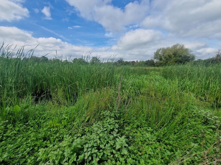 An example of an established Integrated Constructed Treatment Wetland (ICTW)