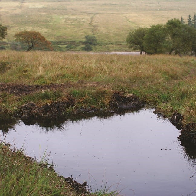 Wetlands